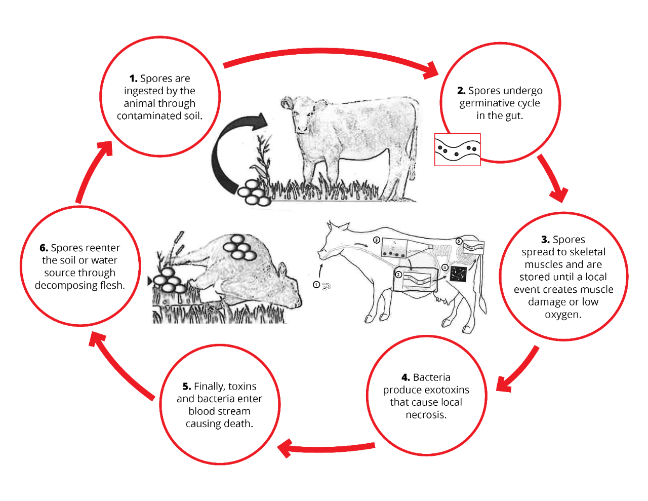 Figure 1: Blackleg cycle Figure 1: Blackleg cycle