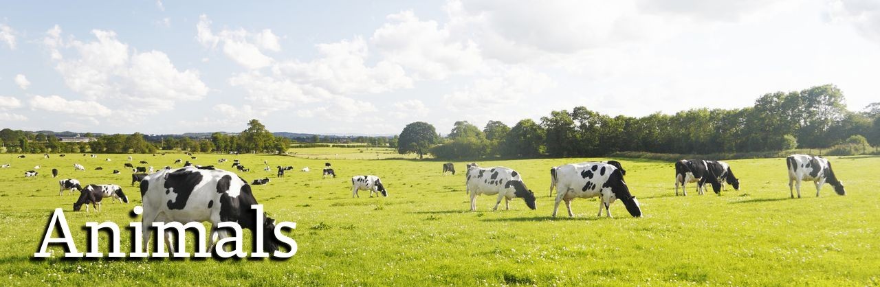 AgBusAnimals