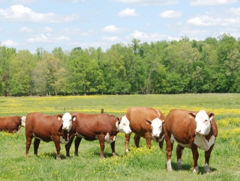 Animal Health