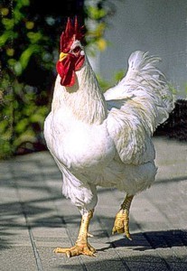 AgBusBirdflu