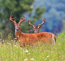 Tennessee Deer Tennessee Deer