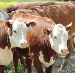 Theileria Cattle