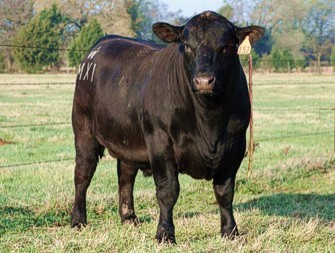 AgBusTrichBull