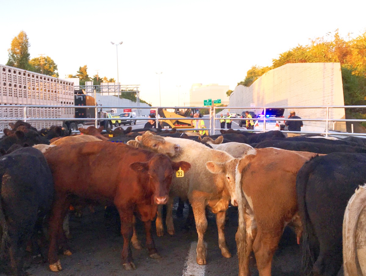 Disaster Animal Response Teams