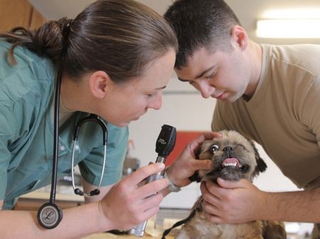 veterinarian