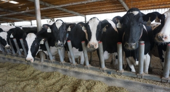 Dairy Cows