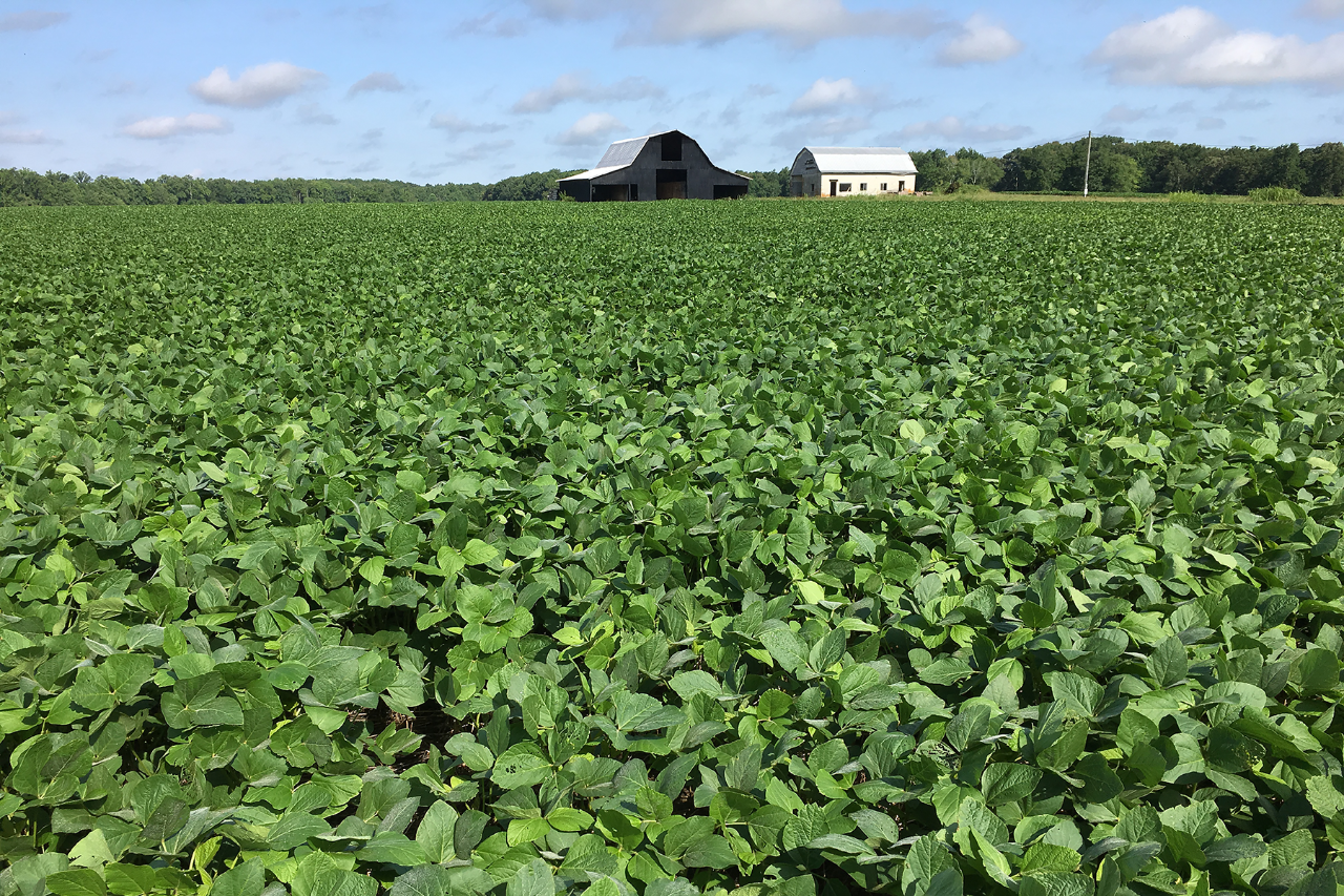 Soy Crop