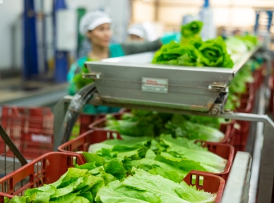 Fresh green lettuce on vegetable sorting production line Fresh green lettuce on vegetable sorting production line