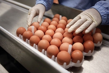 Egg inspector at work