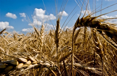 Wheat Field