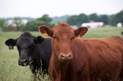 5/18/10 Gourmet Pasture Beef, LLC/ TAEP Grain Bins,