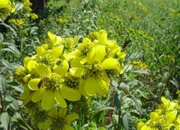 Yellow Wingstem