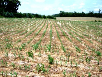 AgFarArcf