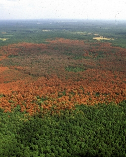 Southern Pine Beetle 1 Southern Pine Beetle 1
