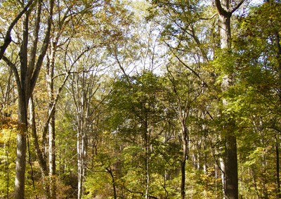 AgForMaturehardwood AgForMaturehardwood