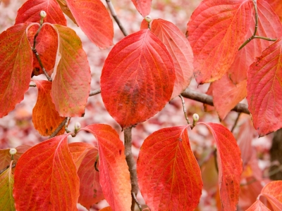 Dogwood Leaves Dogwood Leaves