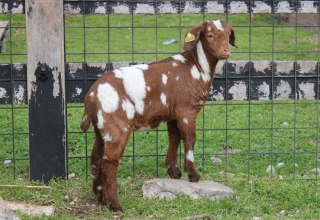 goat_with_eartag goat_with_eartag