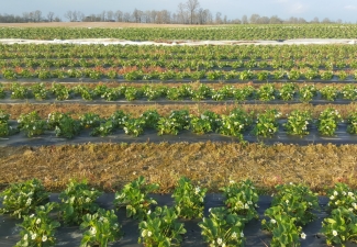 strawberry_field strawberry_field