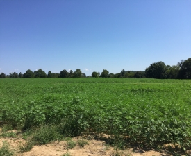 Hemp_Field