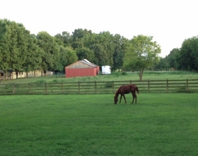Horse Horse