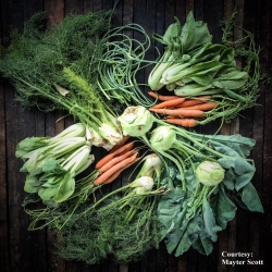 Weird_Veggies Weird_Veggies