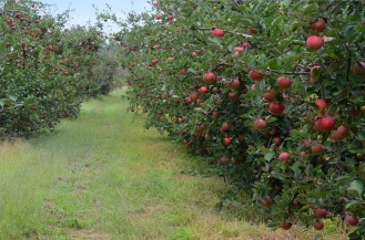 Tree Orchard Tree Orchard