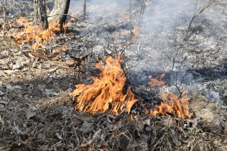 Prescribed Fire