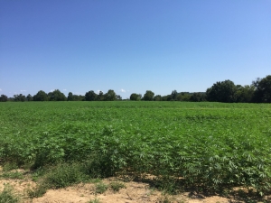 Hemp Field