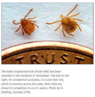 Asian longhorned tick and Lonestar tick