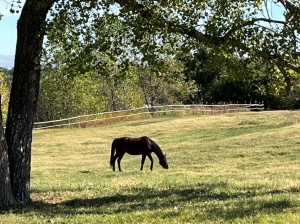 Horse Horse