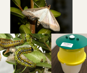 Box Tree Moth Box Tree Moth