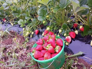 Myers Brothers Strawberry Farm