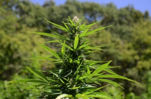 Hemp Plant in Tennessee Hemp Plant in Tennessee