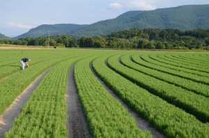 East Tennessee Nursery