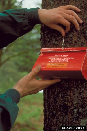 Delta Trap for Gypsy Moth