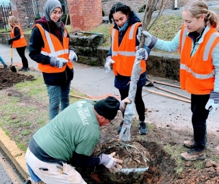 Urban Tree Planing by Trees Knoxville