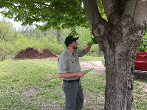 Forester Checks Spongy Moth Trap