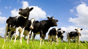 State Veterinarian Dairy Cattle Order State Veterinarian Dairy Cattle Order