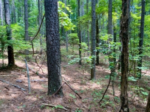 Pine Stand in Chickasaw State Forest in Tennessee