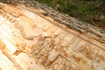 Emerald Ash Borer