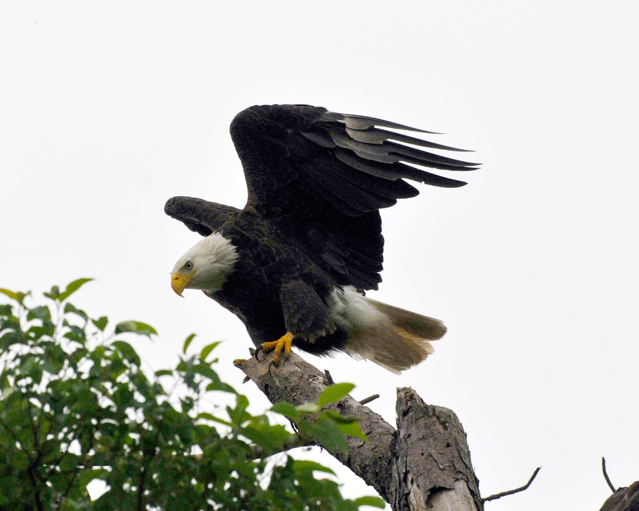 American Bald Eagle