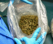 CannabisSativa2
