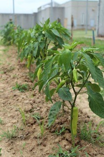 WTSP Garden WTSP Garden