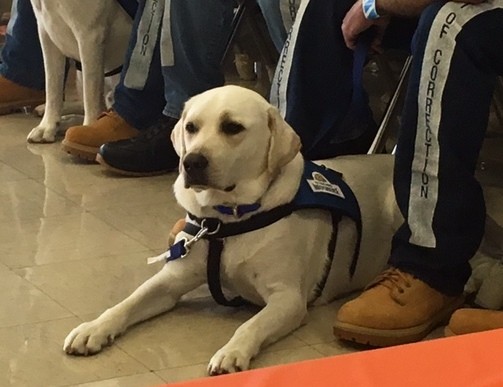 TCIXRetrievingIndependenceWhiteDog TCIXRetrievingIndependenceWhiteDog