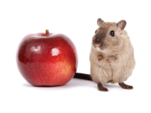 CSP_pest_management CSP_pest_management