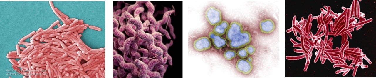 Reportable Diseases montage