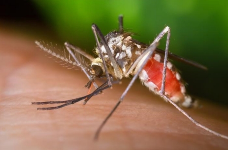 California Serogroup/LaCrosse Encephalitis 