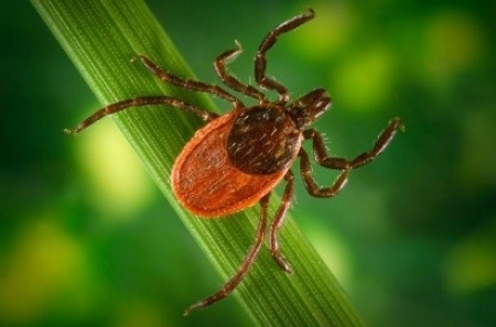 Lyme