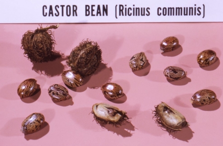 Ricin poisoning