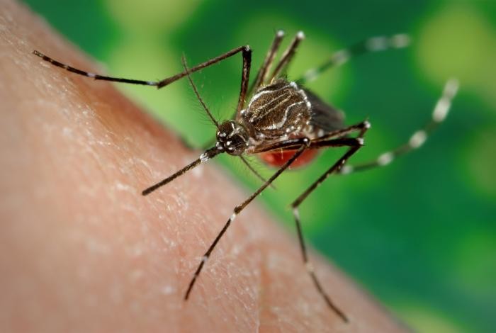 Aedes spp. Aedes spp.